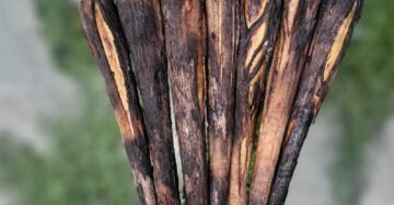 Palmyra Sprout | Palmyra Tuber(Smoked) | பனங்கிழங்கு(சுட்டது)