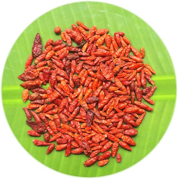 Wild Gaanthaari Chilli | காந்தாரி மிளகாய்